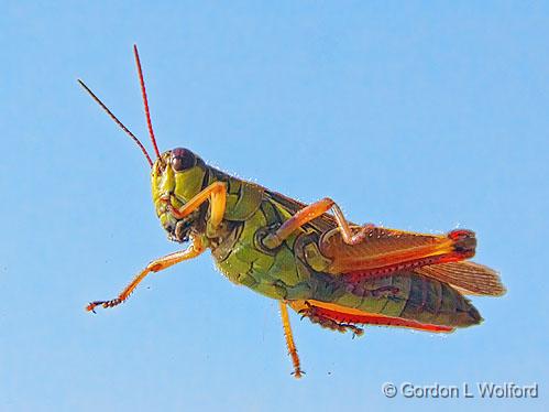 Grasshopper_17526.jpg - Photographed near Perth, Ontario, Canada.